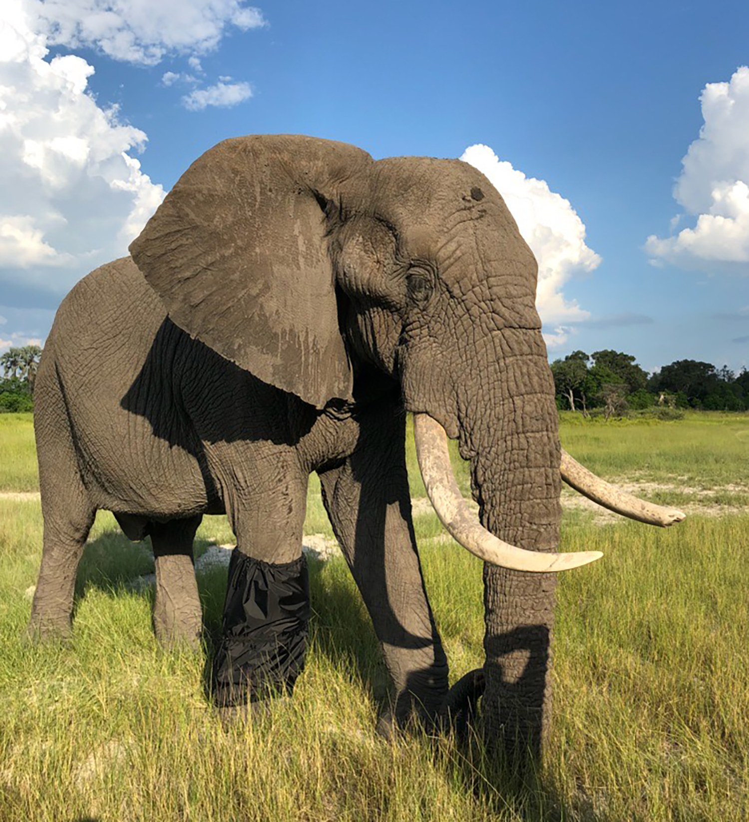 Jabu, Wearing Brace Wrap to Prevent Debris Getting Between His Brace and Skin and Causing Wounds