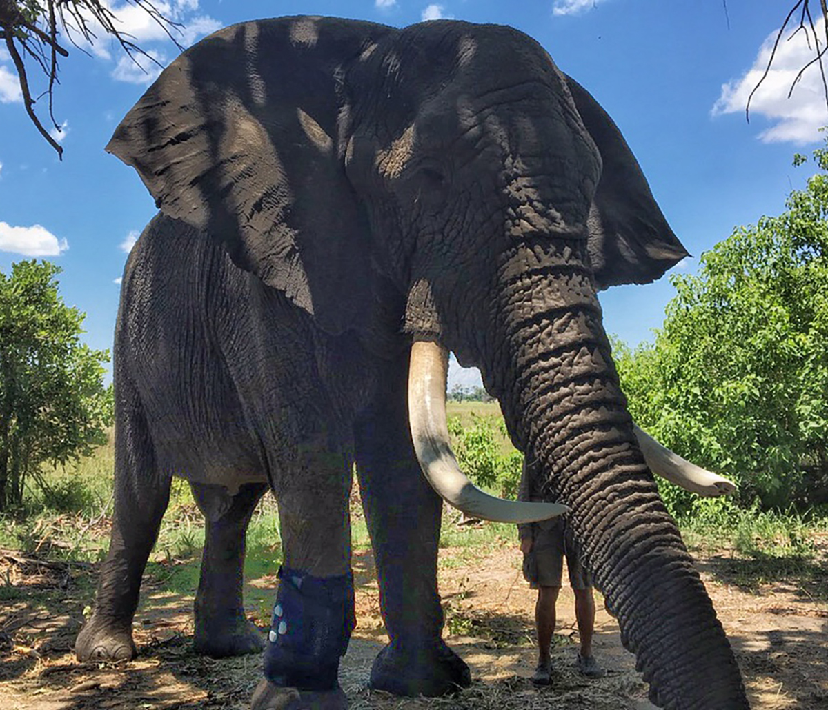 Jabu, Wearing Leg Wrap for PEMF Device