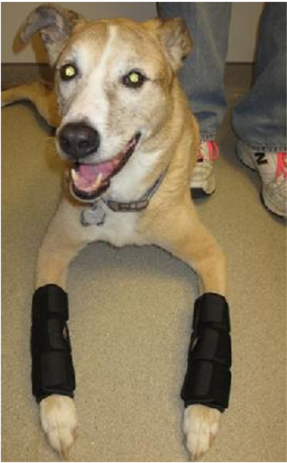 Dog Wearing Braces on Legs